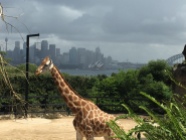 Giraffe Taronga Zoo, Sydney, NSW, Australia